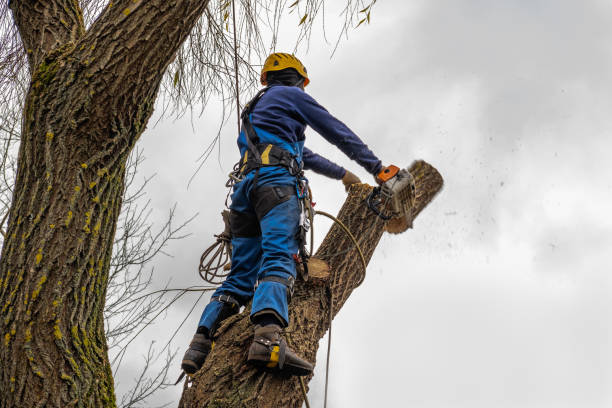 Best Tree and Shrub Care  in Superior, NE